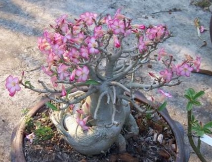 Adenium Socotranum