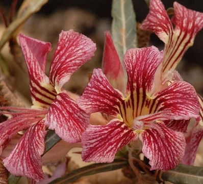 Adenium Somalense var. Crispum