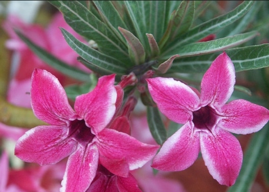 Adenium Somalense var. Somalense