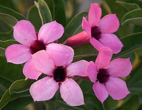 Adenium Swazicum