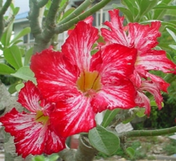 Adenium Waterfall