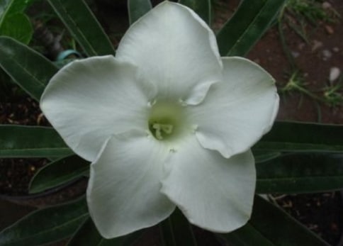 Adenium White Knight