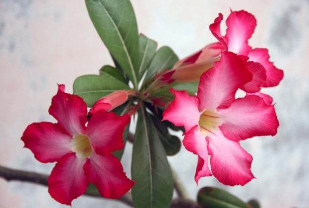 Adenium Windmill