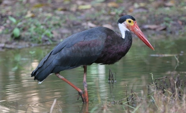 Bangau Hutan Rawa, Bangau storm (Ciconia stormi)