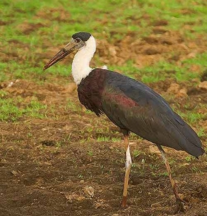 Bangau hitam, Ndao atau Bangau Sandang-lawe ( Ciconia episcopus)