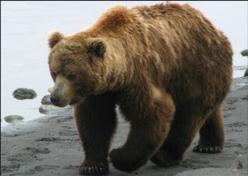 Beruang Coklat (Ursus arctos)