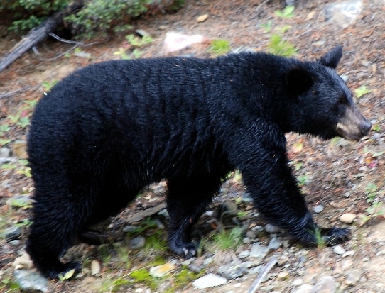 Beruang Hitam Amerika(Ursus americanus)