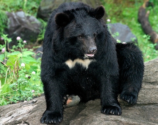 Beruang Hitam Asia (Ursus thibetanus)