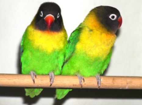 Black-Masked Lovebird 2