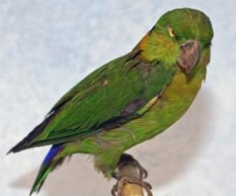 Black-collared Lovebird