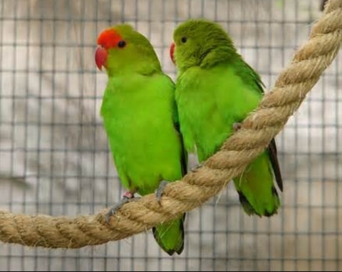 Black-winged Lovebird