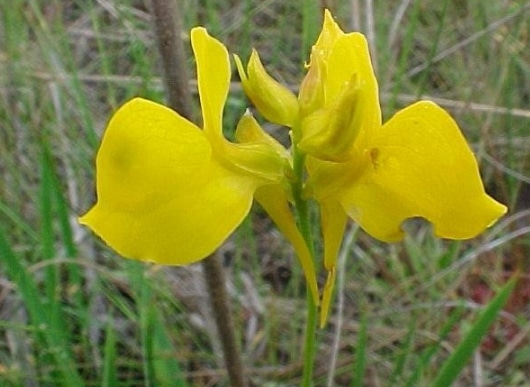 Bladderworts (Utricularia)