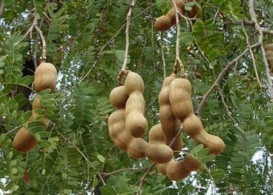 Buah asam jawa