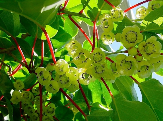 Bunga buah kiwi