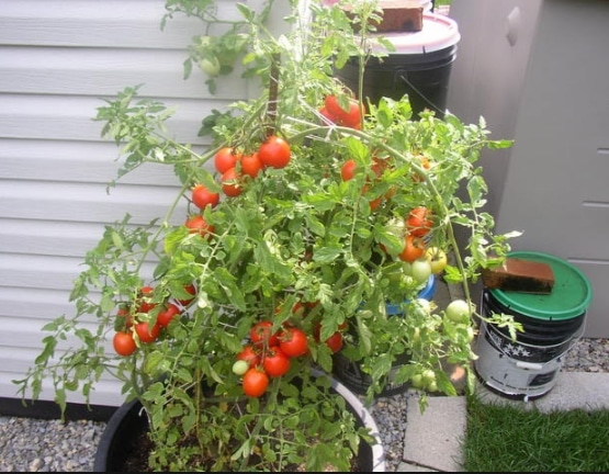 Campari tomato