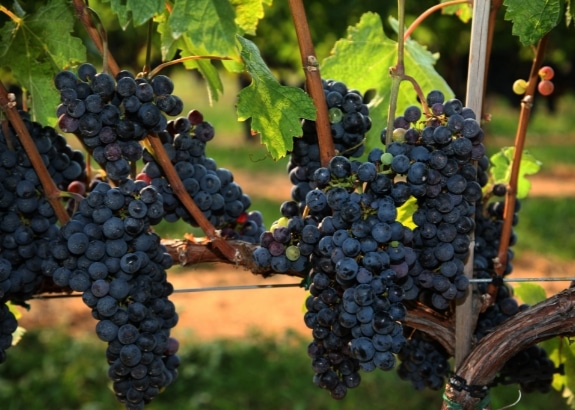 Carbernet Franc Grape