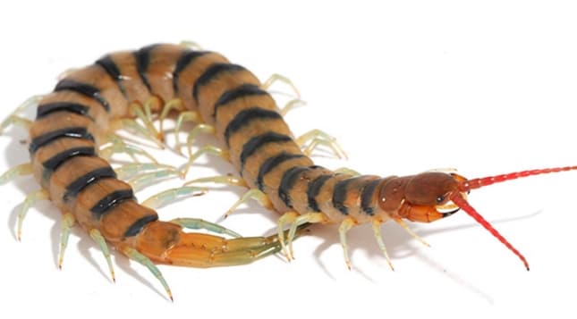 Centipede