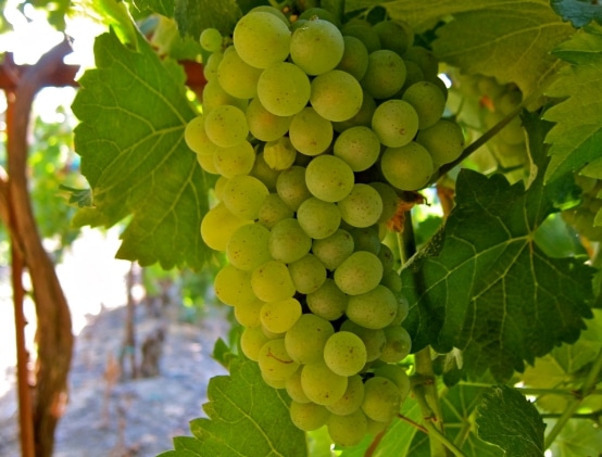 Chenin Blanc Grape