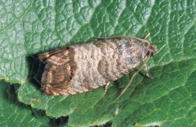 Codling moth Cydia pomonella, a pest mostly of apple, pear and walnut trees