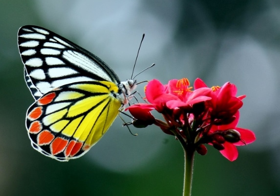 Common Jezebel,Delias eucharis.