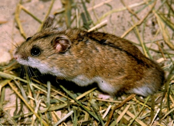 Cricetulus barabensis