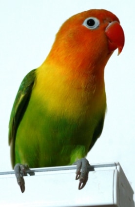 Fischer's Lovebird