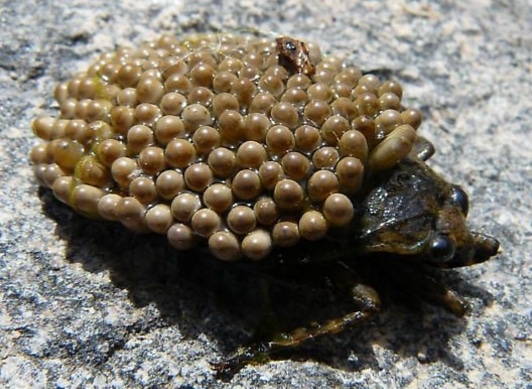 Giant Water Bug