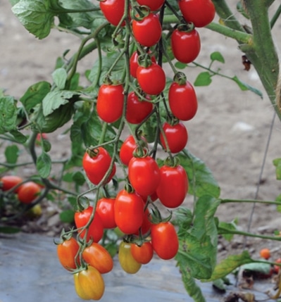 Grape tomato