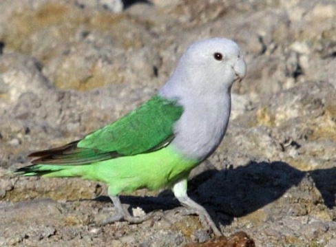 Grey-headed Lovebird