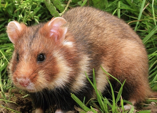 Hamster Eropa (Cricetus cricetus)