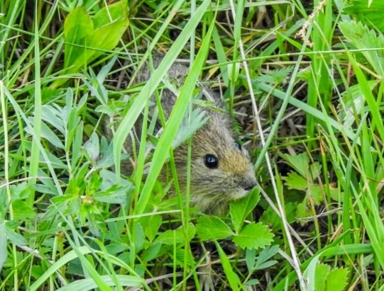 Jenis Jenis Hamster Berdasarkan Genus Flora dan  Fauna