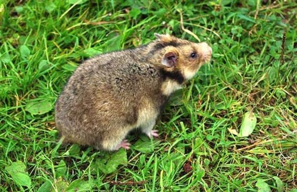 Hamster Kaukasus (Mesocricetus raddei)