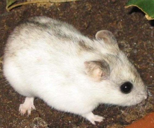 Hamster Ladak (Cricetulus alticola)