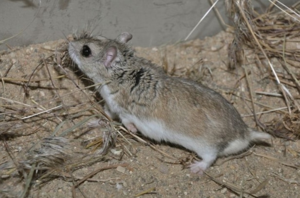 Hamster Mongolia (Allocricetulus curtatus)