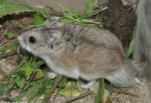 Hamster Sokolov (Cricetulus sokolovi)