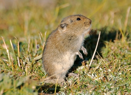 Hamster kerdil Kam (Cricetulus Kamnesis)