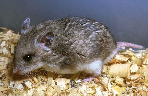 Hamster kerdil abu-abu (Cricetulus migratorius)