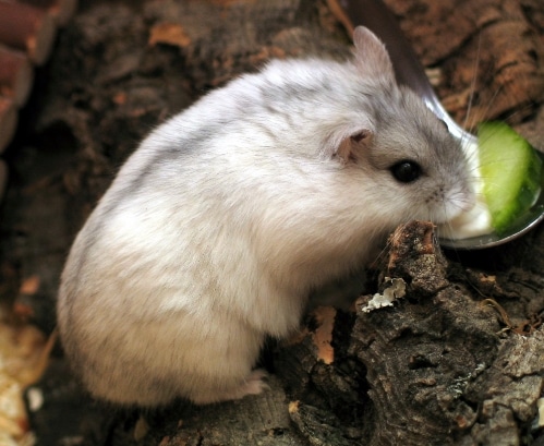 Hamster kerdil putih Rusia (Phodopus sungorus)