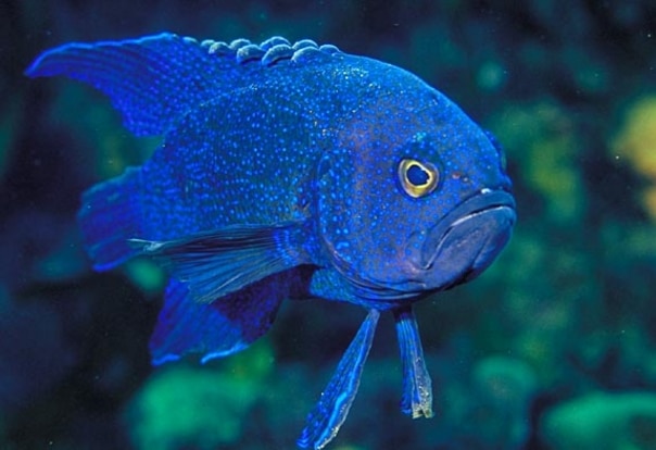 Blue Devil fish