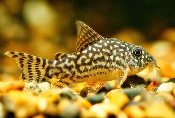 Ikan Hias Air Tawar Corydoras