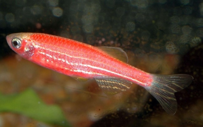 Ikan Hias Air Tawar Red Zebra