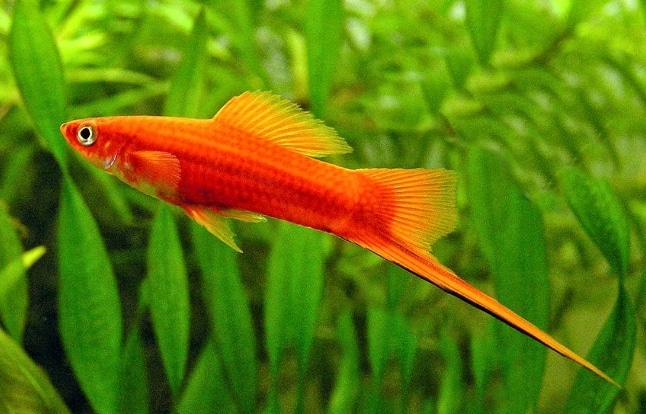 Ikan Hias Air Tawar Swordtail