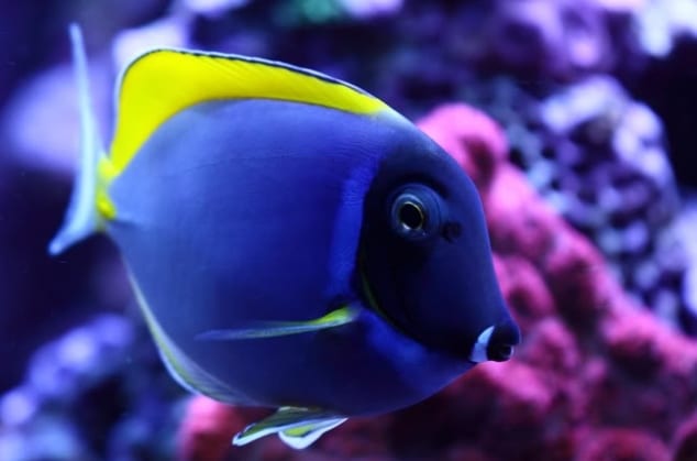 Blue Tangs