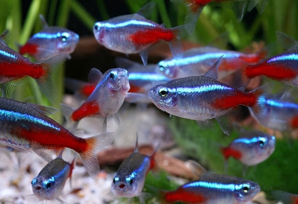 Neon Tetra Fish