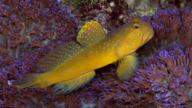 Ikan Watchman Gobies