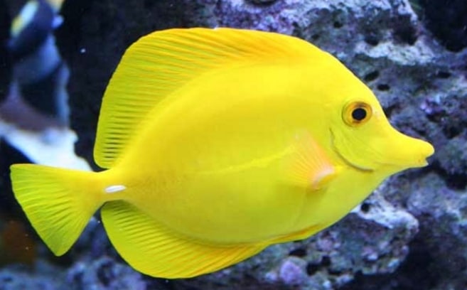  Yellow Tangs