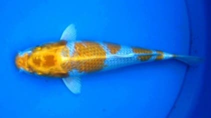 Ikan Koi Hariwake