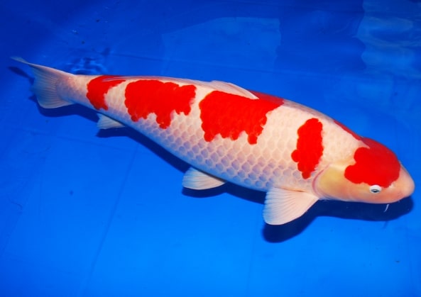 Ikan Koi Kohaku