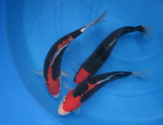 Ikan Koi Kumonryu