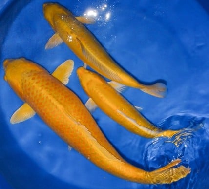 Ikan Koi Ogon Yamabuki